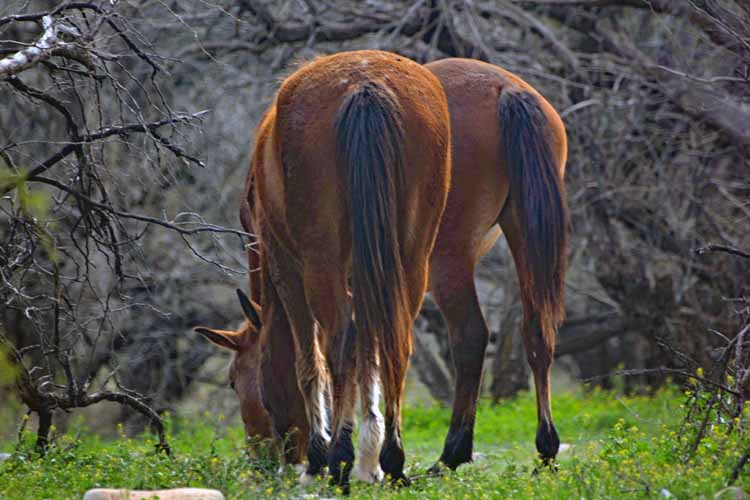 mustangs